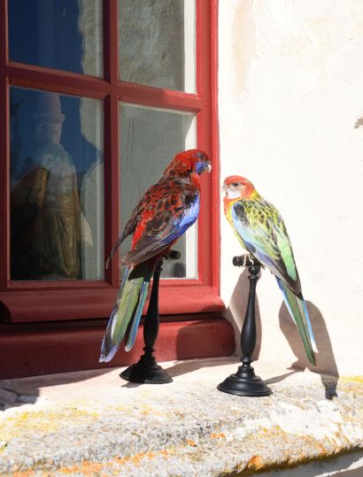 Australian Pennant Parakeet (Platycercus...