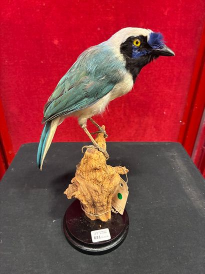 Inca Green Jay (Cyanocorax yncas yncas) naturalized...