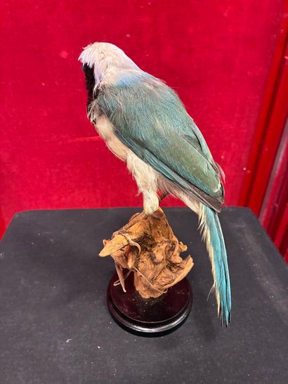 Inca Green Jay (Cyanocorax yncas yncas) naturalized...