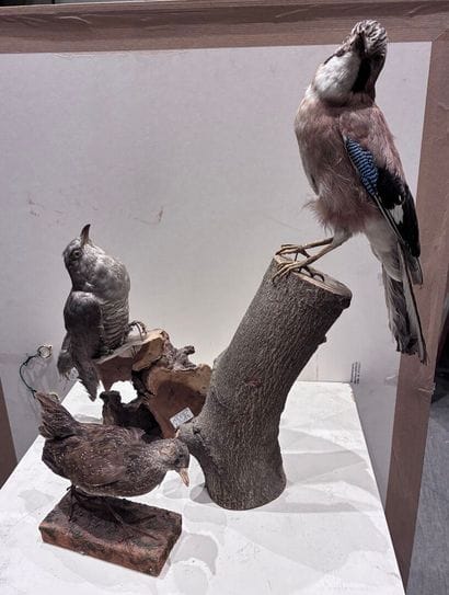 Set of three birds (marouette, coucou and...
