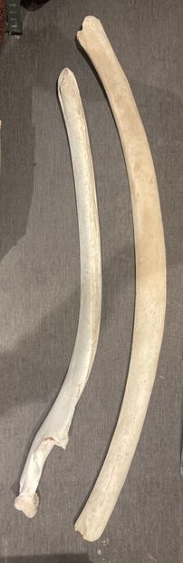 Two ribs of a sperm whale (Phystere macrocephalus)...