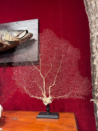 Superb white gorgonian on a lacquered wooden...