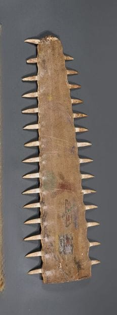 Sawfish rosette (Pristis pristis or Pristis...