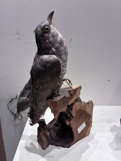 Set of three birds (marouette, coucou and...