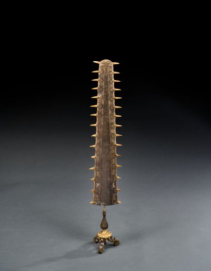 Small sawfish rostrum (Pristis pristis or...