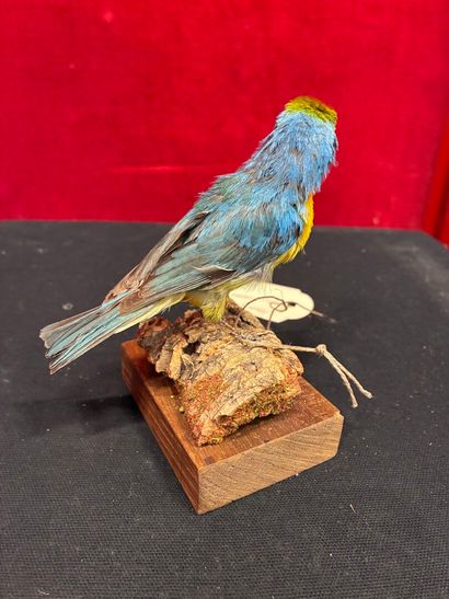 Leclancher's Pope (Passerina leclancherii)...