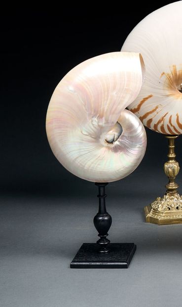 Pearly Pompilius Nautilus on turned stand
Typical...