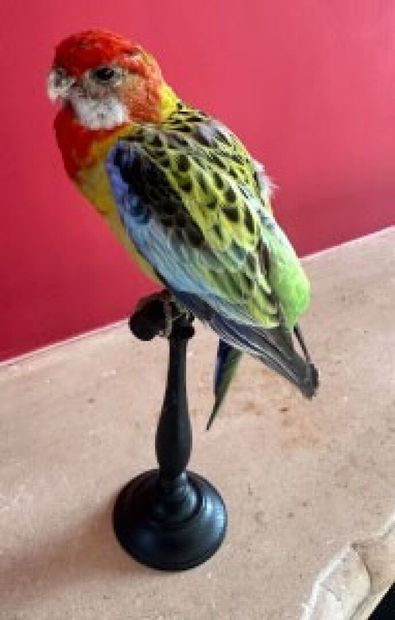 Australian omnicolored parakeet (Platycercus...