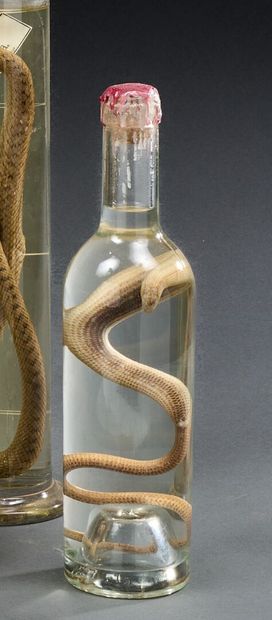 Snake in a glass vial containing alcohol
H....