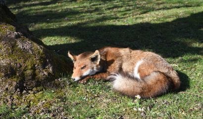 Naturalized recumbent fox (Vulpes vulpes)
Traceability...