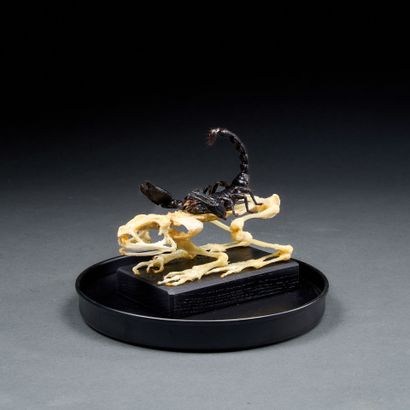 The Scorpion and the Frog
Allegory under...