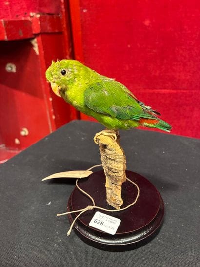 Parakeet (Loriculus vernalis) naturalized...