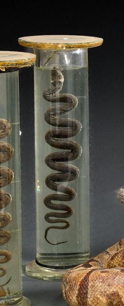 Snake in a glass vial containing alcohol
Late...