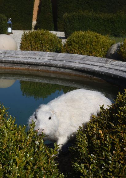 Albino coypu (Myocastor coypus)
87 x 20 x...
