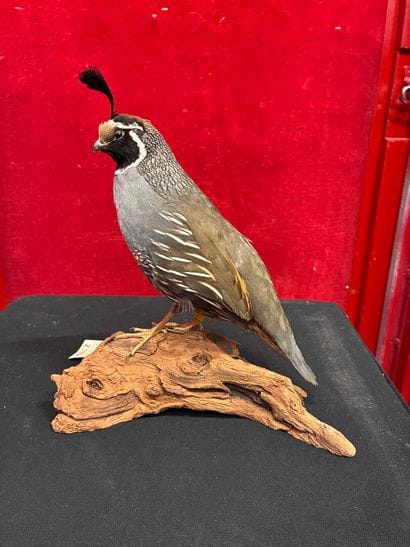 California bobwhite (Callipepla californica)
Male...