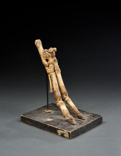 Goat leg skeleton
19.5 x 14 x 23.5 cm with...