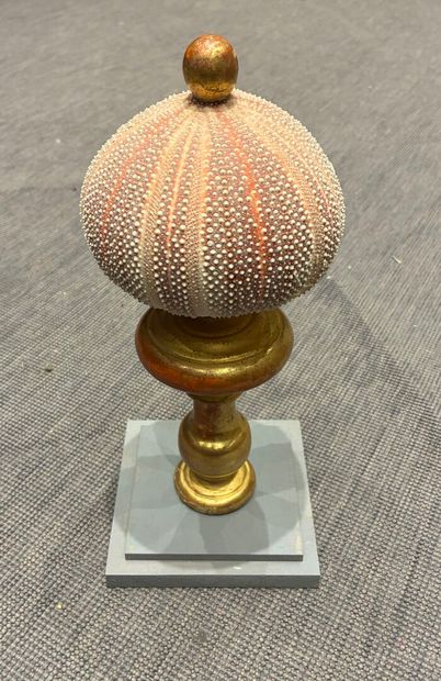 Mounted sea urchin test in the 17th century...