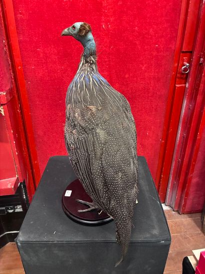 Vulturine guinea fowl (Acryllium vulturinum)...