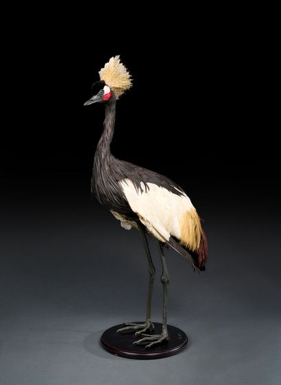 Crowned crane (Balearica pavonina) naturalized...