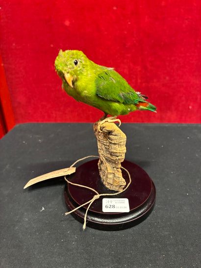 Parakeet (Loriculus vernalis) naturalized...