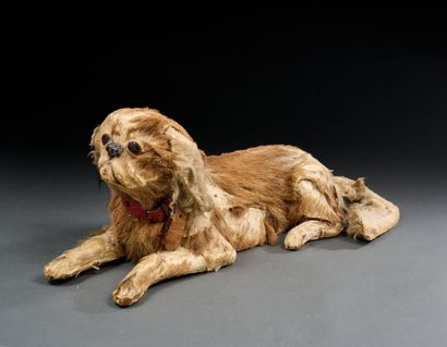 Naturalized King Charles, lying down with...