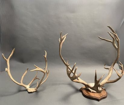 Set of two deer hunts