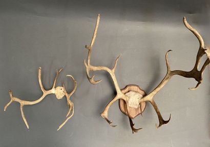 Set of two deer hunts