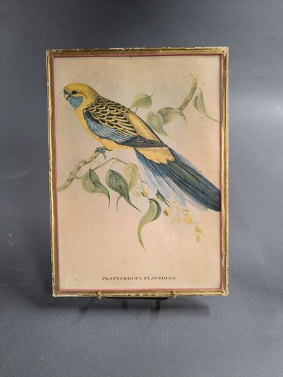 A collection of engravings and reproductions,...