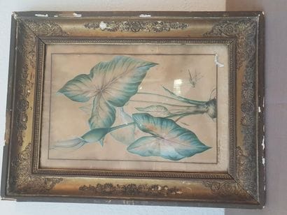 REDOUTE, Pierre-Joseph (1759-1840)
Aquarelle...