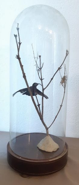OISEAU NATURALISE 
sur une branche avec cigales...