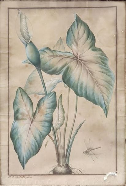 REDOUTE, Pierre-Joseph (1759-1840)
Still...