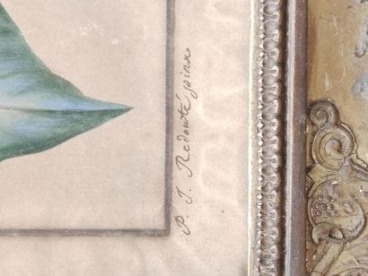 REDOUTE, Pierre-Joseph (1759-1840)
Still...