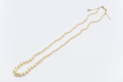 COLLIER de Perles de culture en chute (2,5...