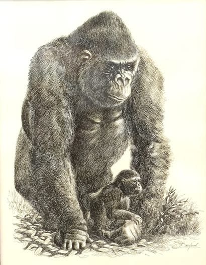 RAINFOREST

Dessin réhaussé à la craie représentant...