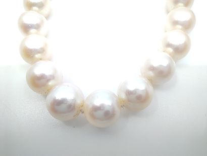COLLIER de 45 perles de culture choker, fermoir...