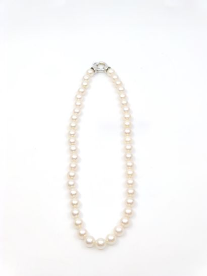 COLLIER de 45 perles de culture choker, fermoir...