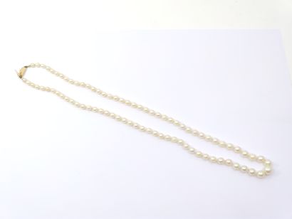 NECKLACE of pearls in fall, ratchet clasp...
