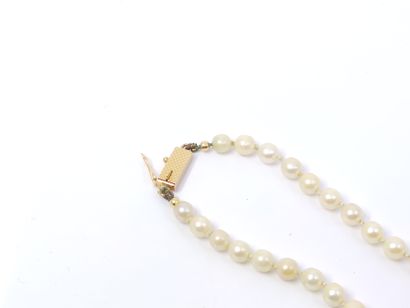 NECKLACE of pearls in fall, ratchet clasp...