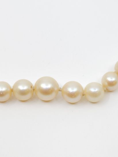 COLLAR OF FALLING PEARLS 
Damaged clasp