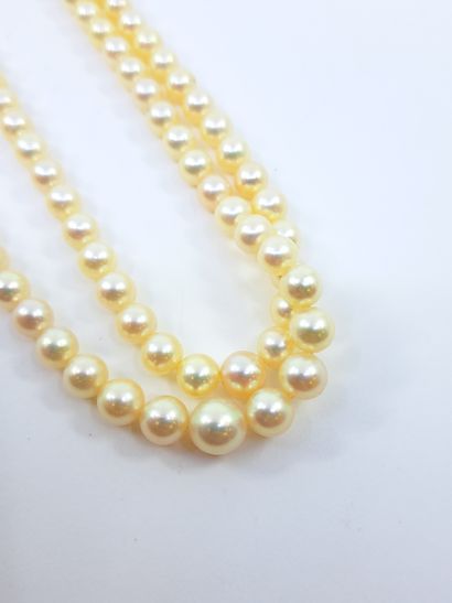 NECKLACE of cultured pearls in fall, clasp...