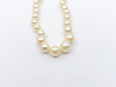 COLLAR OF FALLING PEARLS, ratchet clasp in...