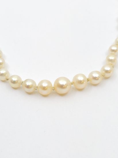 NECKLACE of probably fine pearls, ratchet...