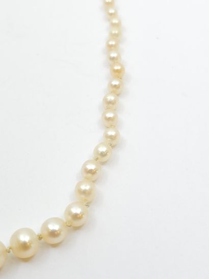 NECKLACE of probably fine pearls, ratchet...