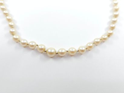 COLLIER choker de perles de culture, fermoir...