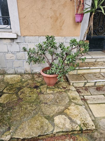 In the garden 
Set of damaged terracotta...