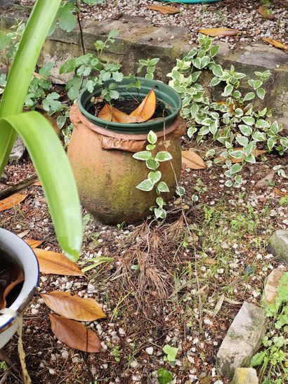 In the garden 
Set of damaged terracotta...
