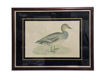 Une gravure encadrée d'un canard col ver...