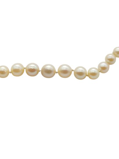 COLLAR of eighty-five cultured pearls, clasp...