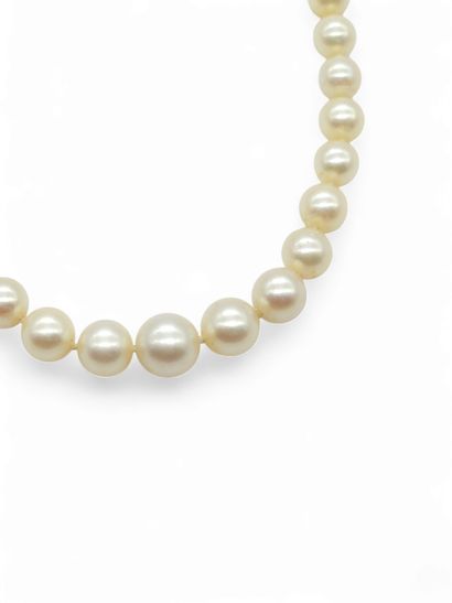 COLLIER DE 63 PERLES DE CULTURE en chute,...