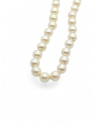 COLLIER de perles de culture choker, fermoir...